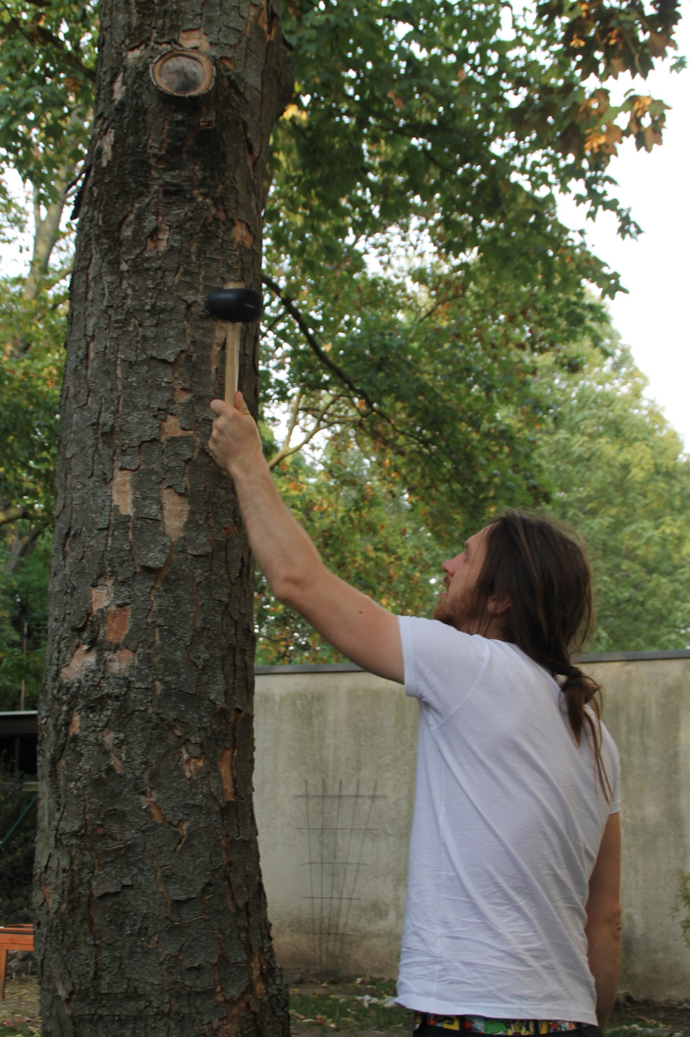 Bild von Georg Fleischer bei der Baumkontrolle. Er steht vor dem Baum, und klopft, den Arm nach oben gestreckt mit einem Gummihammer an den Stamm des Baumes.