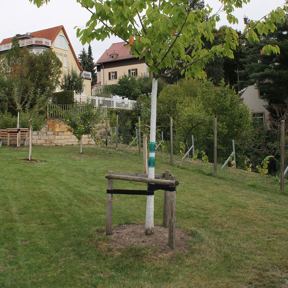 Bild von einem neu gepflanztem Jungbaum auf einem Gartengrundstück. Der Baum wird durch Holzverstrebungen unterstützt und geschützt. Im Hintergrund weitere Jungbaumpflanzungen.